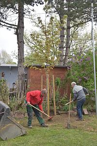 Baum gepflanzt